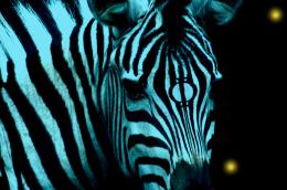 Fringe Zebra